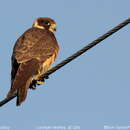 Falco longipennis Swainson 1838 resmi