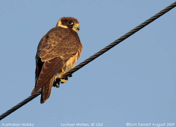 Image of Australian Hobby