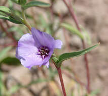 Image de Clarkia tenella (Cav.) H. & M. Lewis