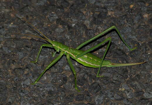 Image of Common Predatory Bush-cricket