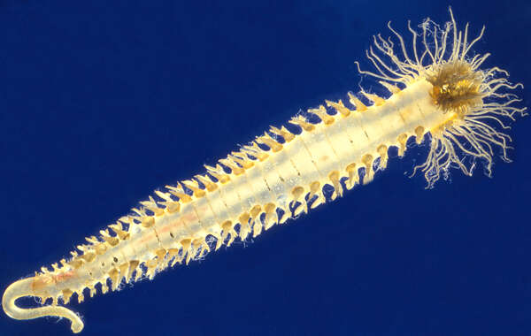 Image of Sabellariidae
