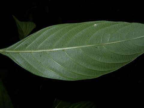 Image of Psychotria tenerior (Cham.) Müll. Arg.