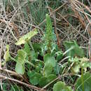 Sivun Umbilicus rupestris (Salisb.) Dandy kuva