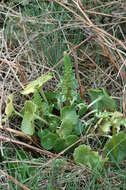 Image of navelwort