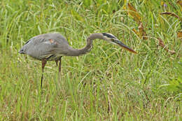 Image of Ardea Linnaeus 1758