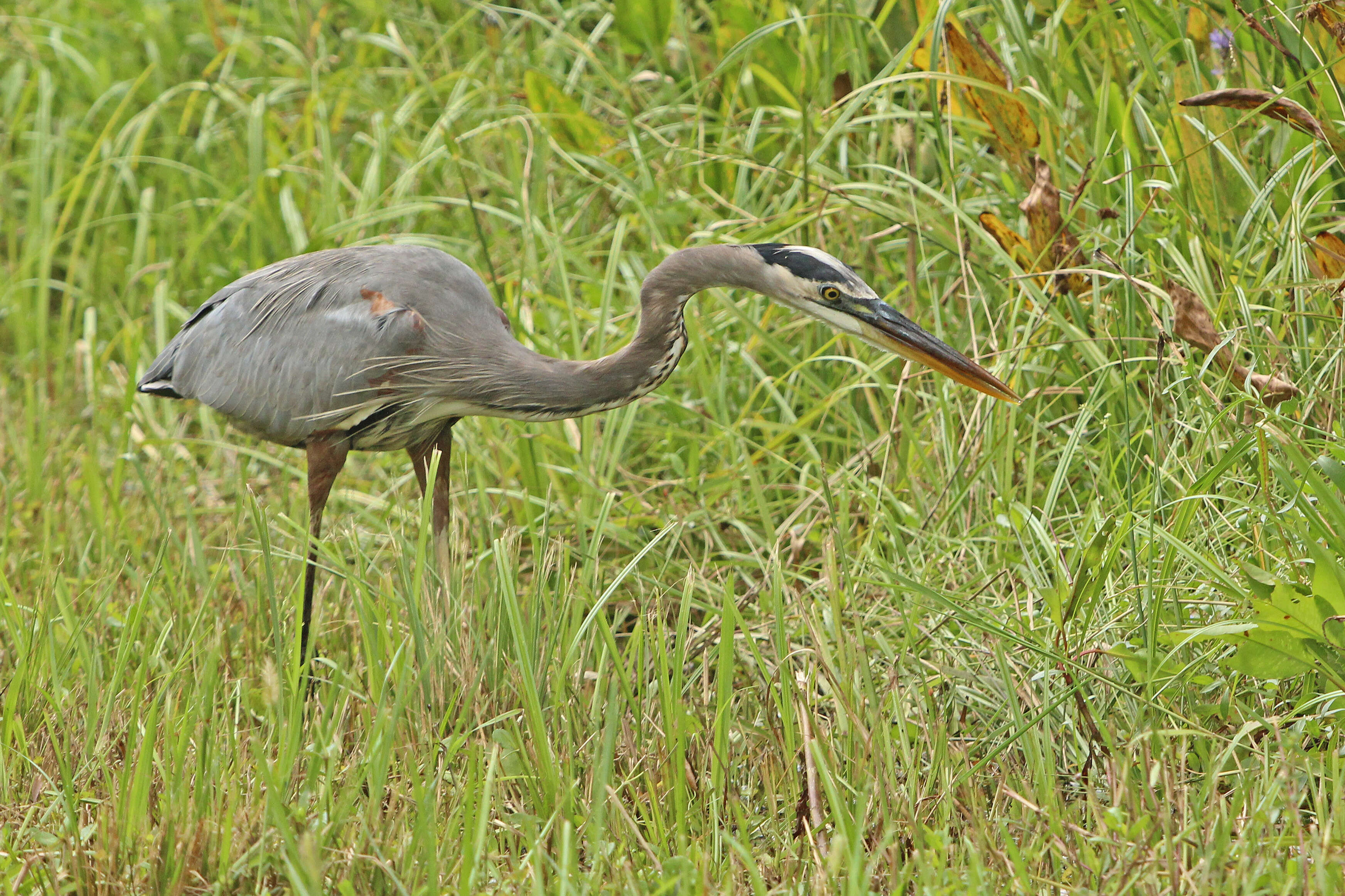 Image of Great Blue Heron