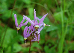 Image of jeweled shootingstar