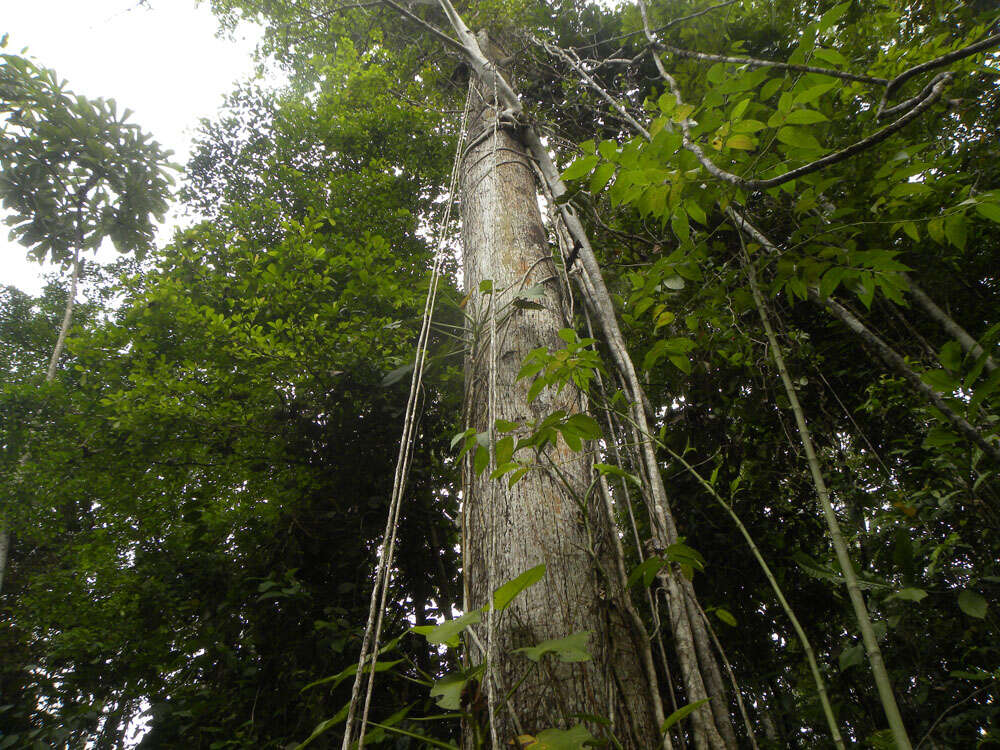 Image of Anthodiscus chocoensis Prance