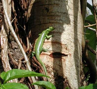 Image of Sanford's Emo Skink