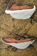 Image of Ganoderma