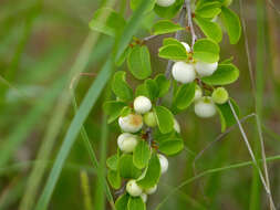 Image of bushweed