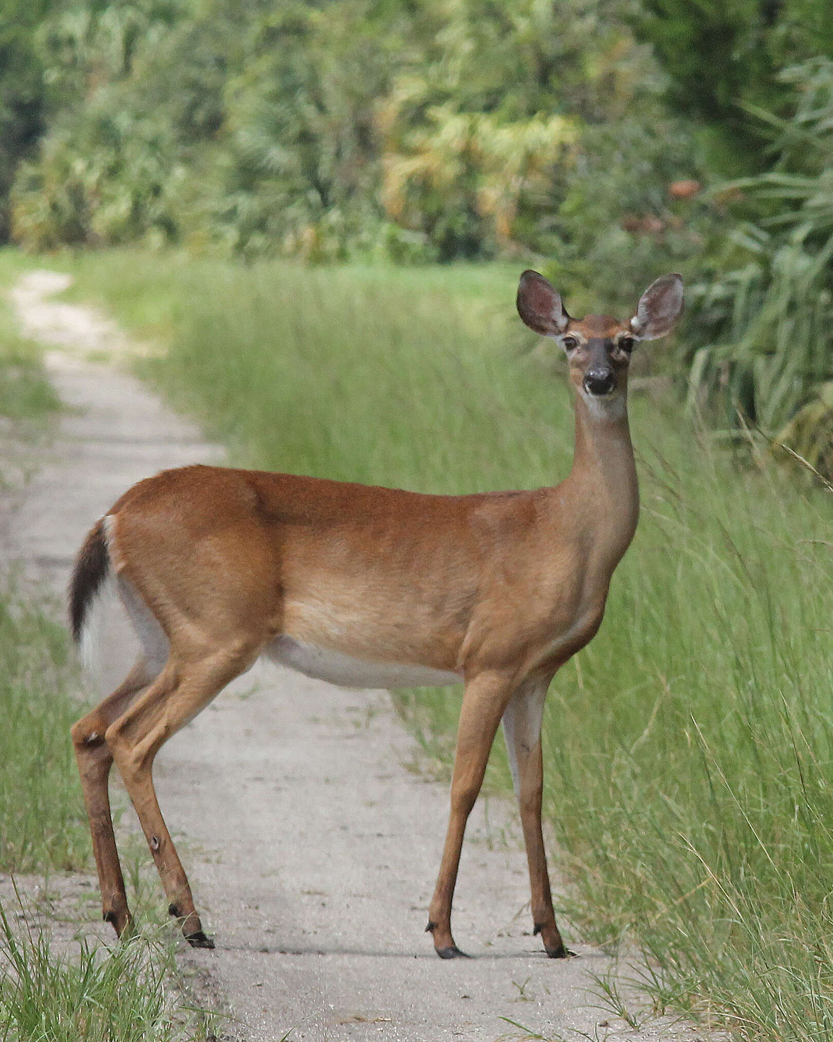 Image of mule deer and white-tailed deer