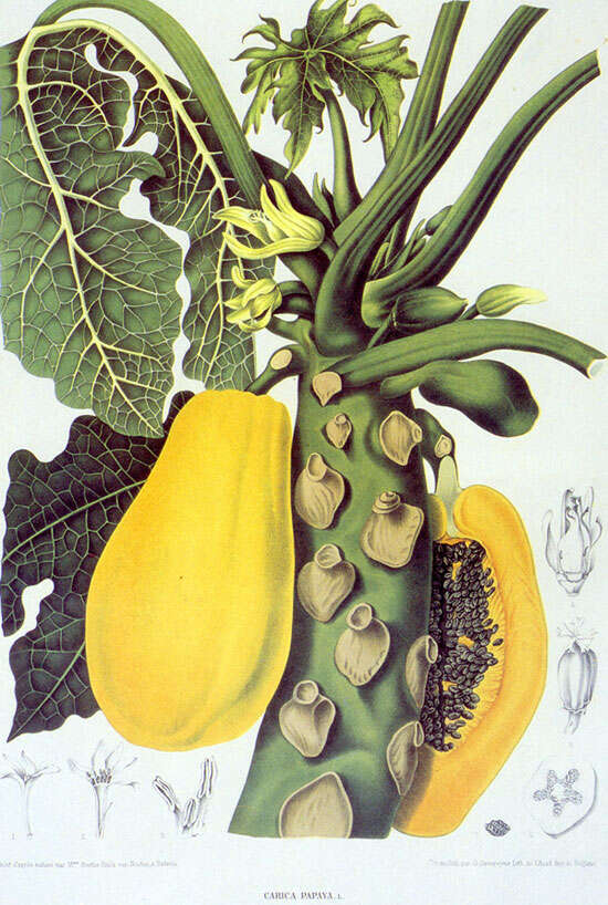 Image of papaya