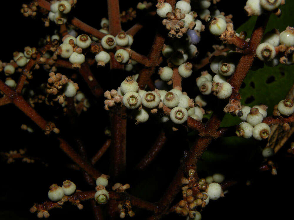 Image of Miconia elata (Sw.) DC.