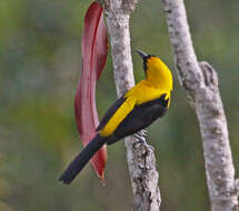 Image of Yellow-backed Oriole