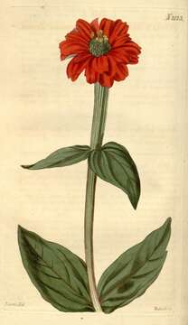 Image of Peruvian zinnia