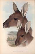 Macropus fuliginosus (Desmarest 1817) resmi