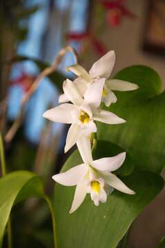 Image of Laelia anceps subsp. anceps