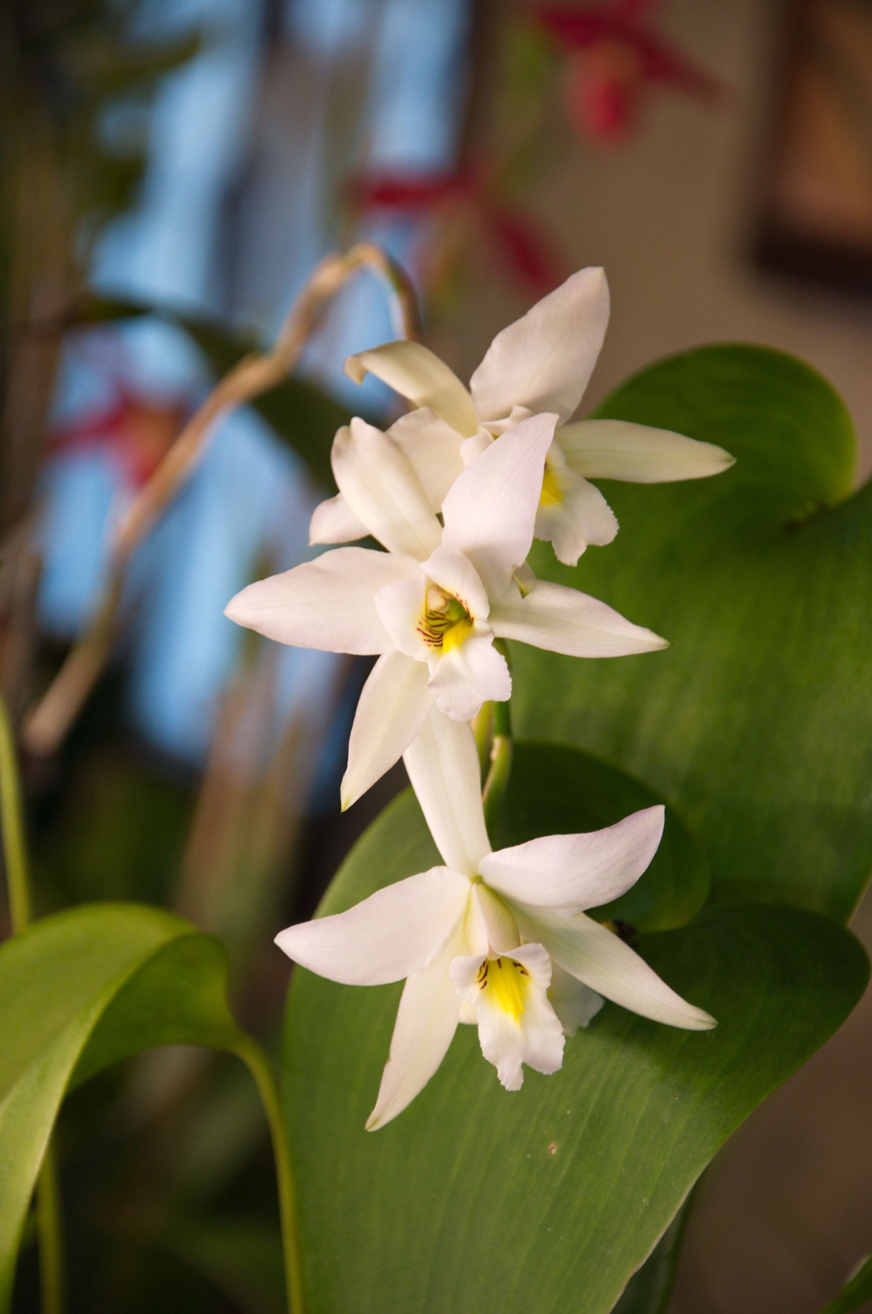 Image de Laelia anceps subsp. anceps