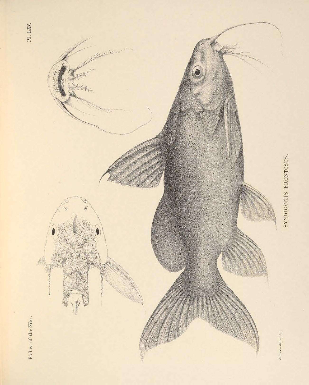 Слика од Synodontis frontosus Vaillant 1895