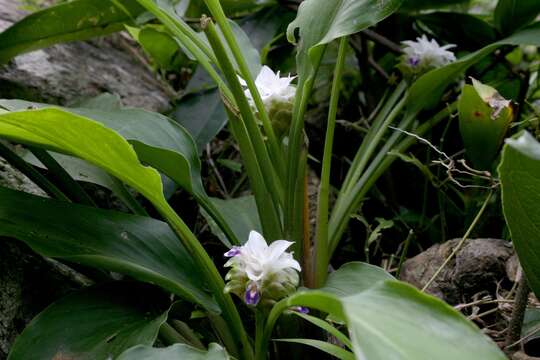 Image of Curcuma parviflora Wall.