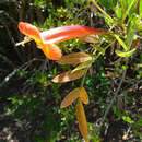 Image of Tecoma fulva subsp. garrocha (Hieron.) J. R. I. Wood