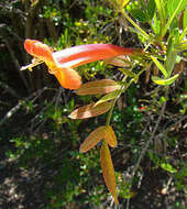 Image of trumpetbush