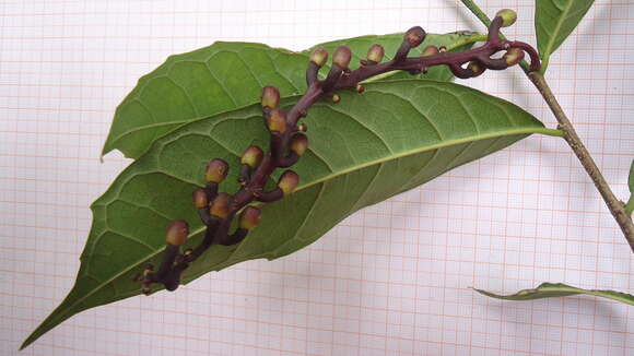 Image of Sorocea