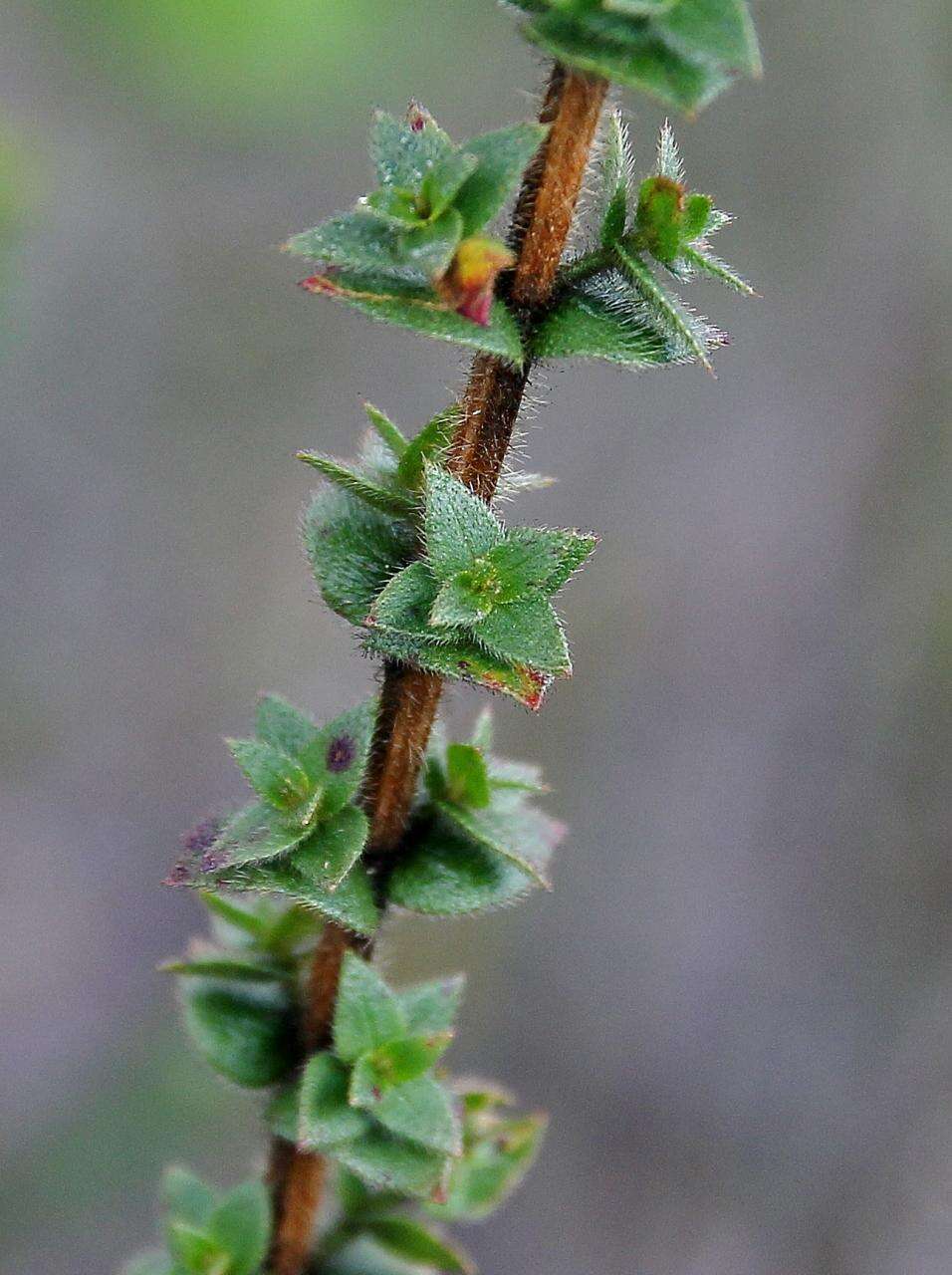 Image of Microlicia ramosa Pilg.