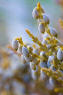 Image of dwarf mistletoe