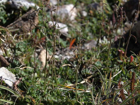 Image de Thalictrum alpinum L.