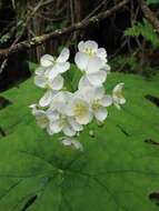 Image de Diphylleia