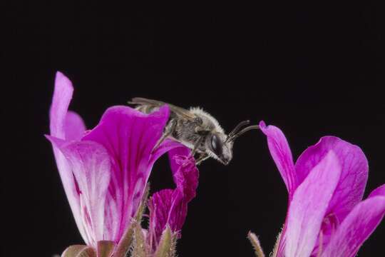 Image of Lasioglossum lanarium (Smith 1853)