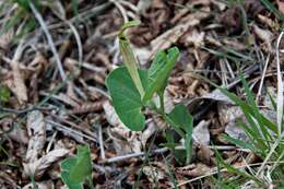 Image of Aristolochia lutea Desf.