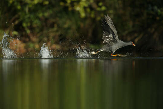 Image of Dusky Moorhen