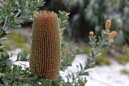 Image of cut-leaf banksia