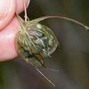 Image de Utricularia benthamii P. Taylor