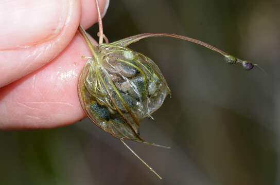 Image of Utricularia benthamii P. Taylor