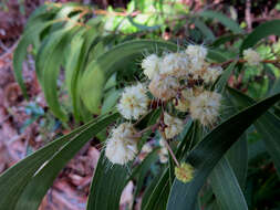 Image of acacia