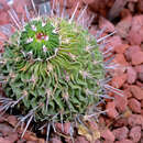 Image de Stenocactus multicostatus (Hildm.) A. Berger