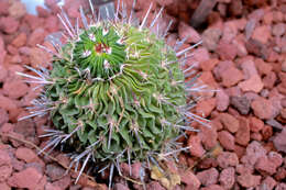 Image of Stenocactus