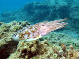 Image of cuttlefish