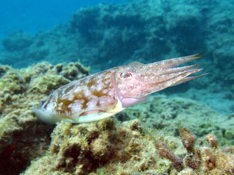 Image of cuttlefishes