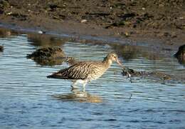 Image of curlew, eurasian curlew