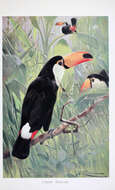 Image of Toucan Sp.