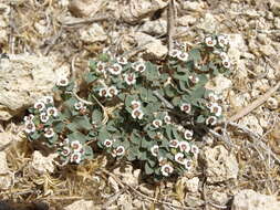 Sivun Euphorbia albomarginata Torr. & A. Gray kuva