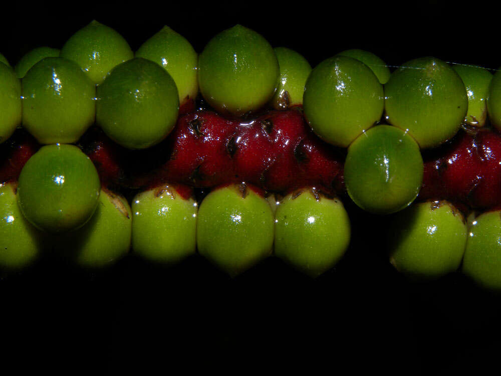 Imagem de Geonoma cuneata H. Wendl. ex Spruce