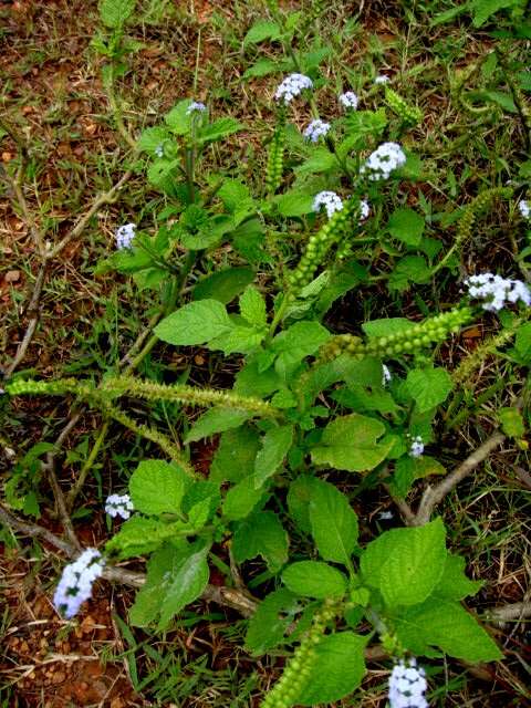 Image of heliotrope