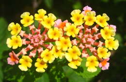 Image of lantana