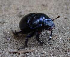 Image of Anoplotrupes